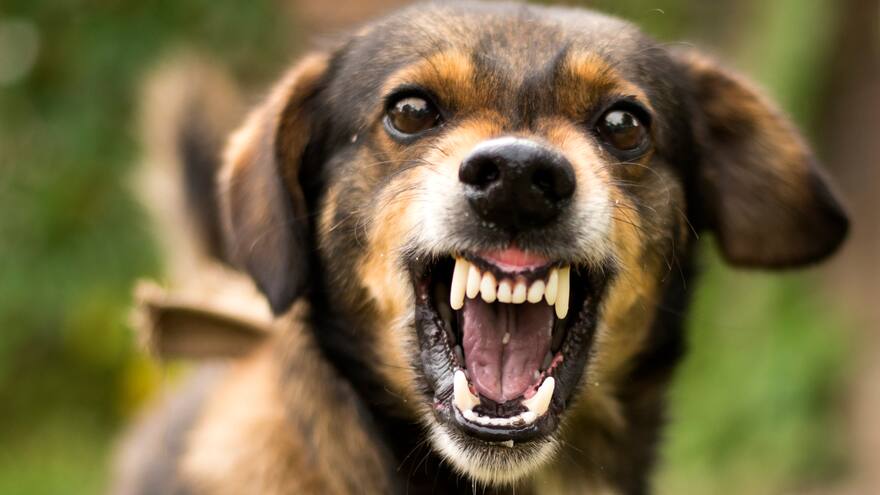 Mascotas: ¿Qué hacer cuando su perro se torna agresivo?