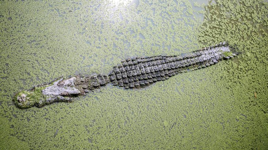 Australia: Hallan restos humanos dentro de un cocodrilo capturado en el río Annan