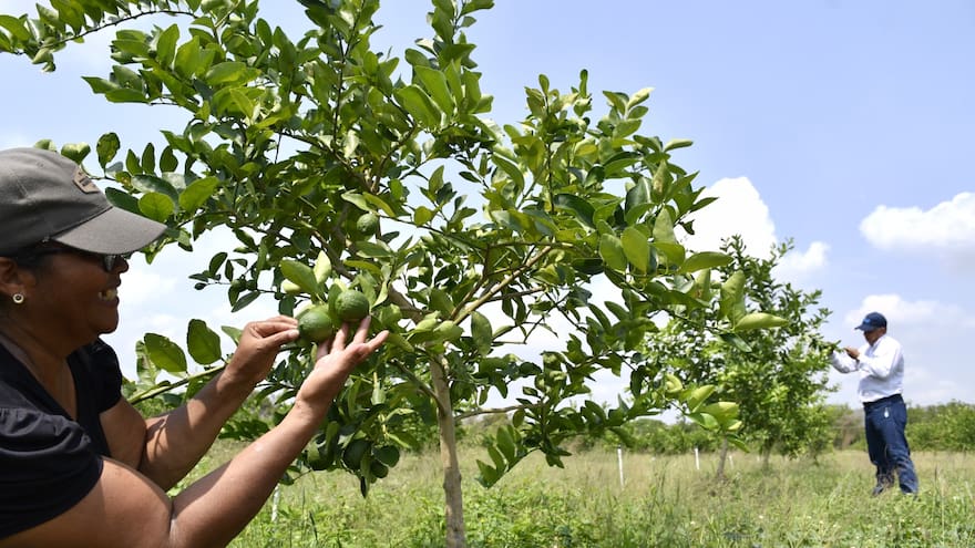 Municipios del sur reactivan su vocación como despensa agrícola