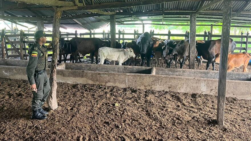 Policía de Bolívar recuperó 19 reses que habían sido robadas