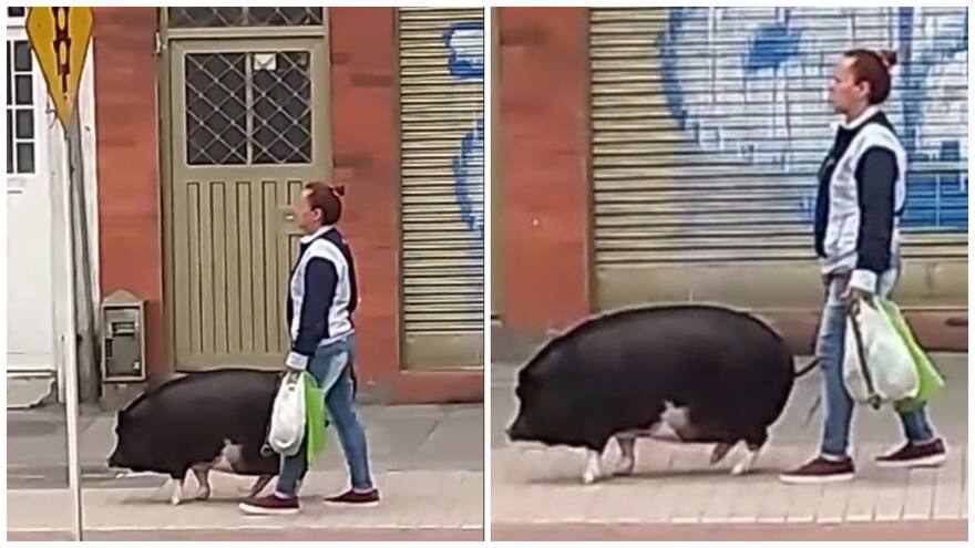 Video: Mujer pasea a un cerdo por las calles de Bogotá