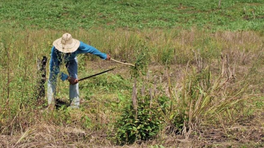 Corte protege en histórica decisión a campesinos que quieren regularizar baldíos