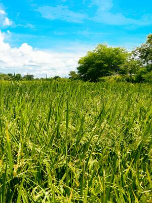 Crónica de una crisis anunciada