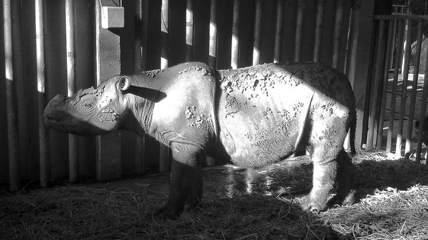 Murió el último rinoceronte de Sumatra que restaba en Malasia