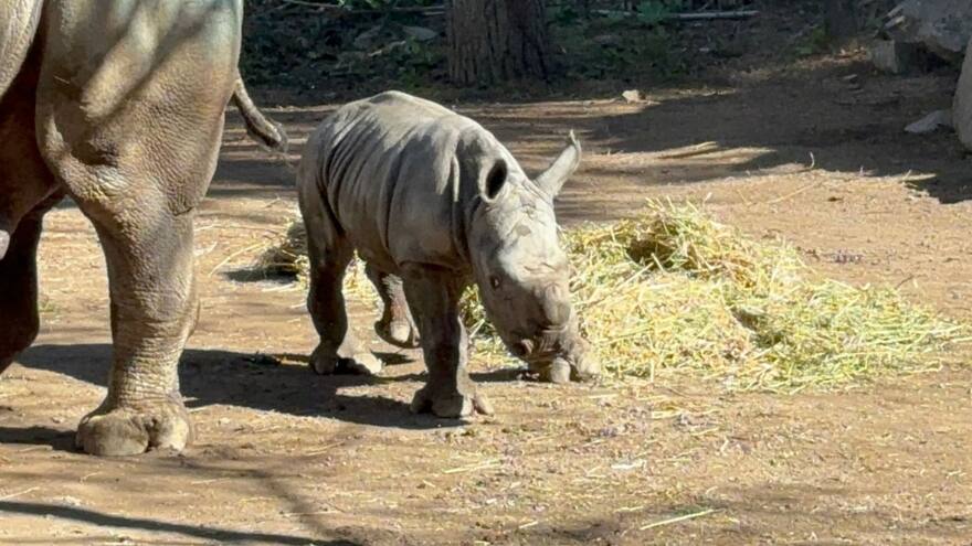 Presentan en Chile la tercera cría de rinoceronte blanco de Suramérica