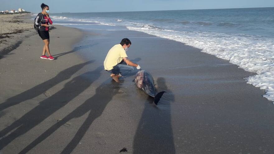Encuentran un delfín muerto en las playas de Riohacha