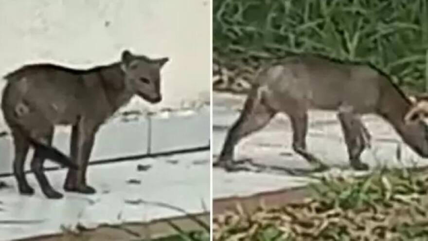 Video: Así fue el perro fantasma que vieron en Bolivia y que causa furor en redes sociales