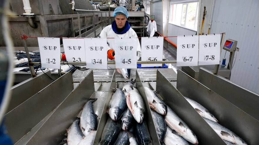 Ecologistas canadienses preocupados por la llegada del salmón transgénico