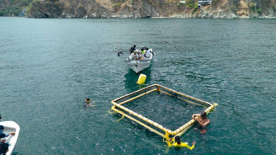 En mar de Taganga instalan jaula para cultivo de róbalo, especie vulnerable