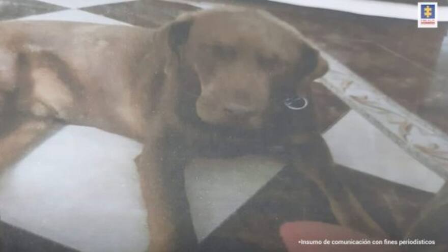 Judicializan a un hombre por lanzar comida envenenada a un perro