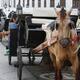 Caballos cocheros de Cartagena no están en condiciones para trabajar