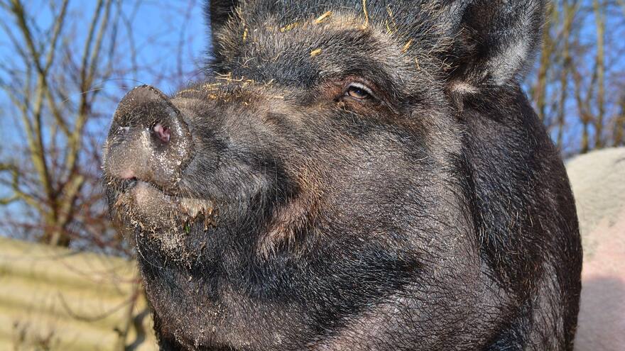 Atropellaron un jabalí y demandaron a la ciudad por el 'traumático' accidente