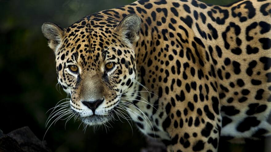 Asesinan a jaguar en la Sierra Nevada de Santa Marta