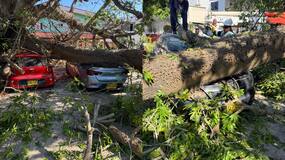 Emergencia en El Silencio tras caída de gigantesco árbol de bonga sobre parqueadero de carros