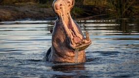 ¿Podrían llegar hipopótamos invasores al Atlántico a través del río Magdalena?