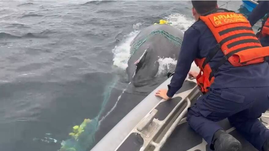 Video del momento en que liberan una ballena atrapada en una malla en Bahía Solano, Chocó