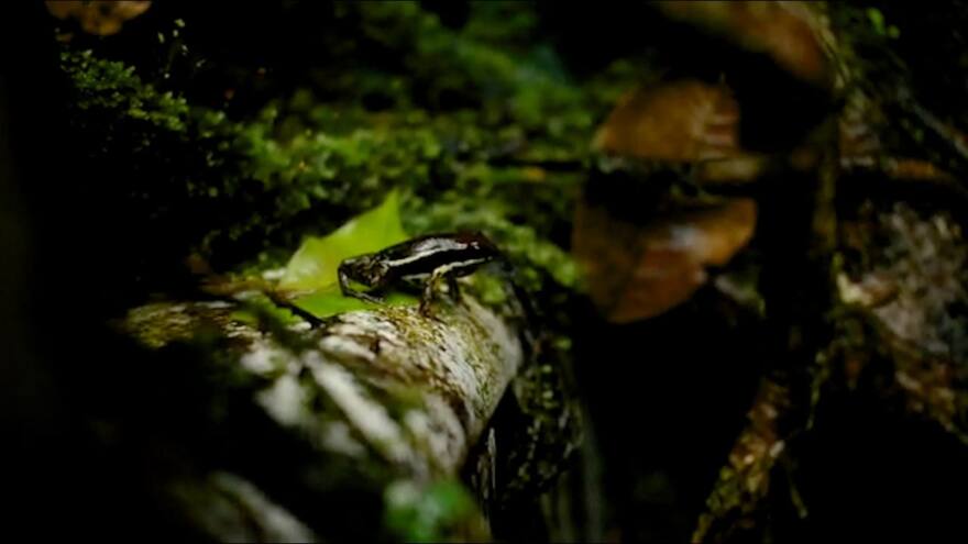 Historia de un cortejo que se canta arriesgando la vida