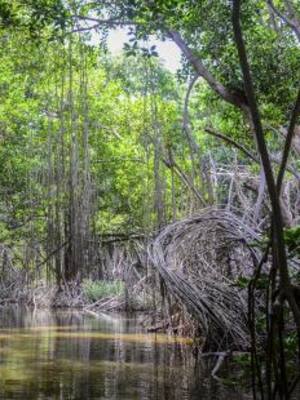 S.O.S al medio ambiente