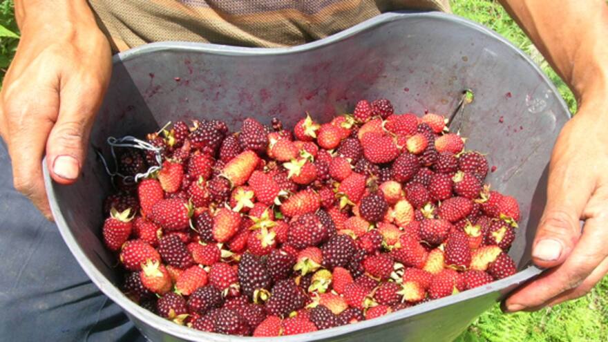 Productores de mora, en la búsqueda de precios más constantes