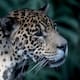 Las luchas del jaguar por su supervivencia