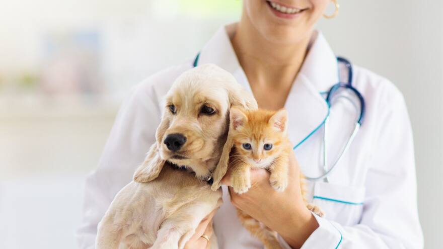 Evitar la humedad, clave para aliviar el resfriado animal