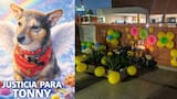 Dueño de Tonny, el perro arrojado desde un piso 25 en Bogotá, exige justicia: “Era mi compañero”