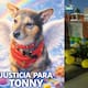 Dueño de Tonny, el perro arrojado desde un piso 25 en Bogotá, exige justicia: “Era mi compañero”