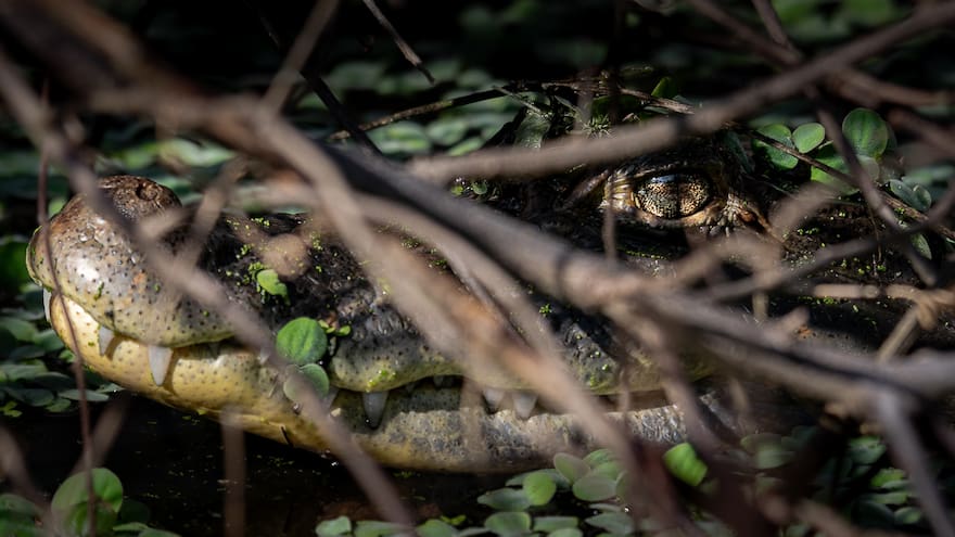 Mujer murió tras pasar por encima de un caimán cuando remaba en su canoa
