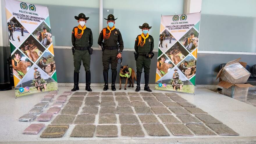 ‘Orux’ olfateó 36 kilos de marihuana que pretendían comercializarse