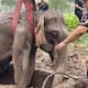 Impactante rescate de un bebé elefante y su madre que cayeron en una zanja