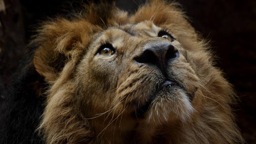 Mujer fue detenida por criar a un cachorro de león en el cuarto de un hotel en Tailandia