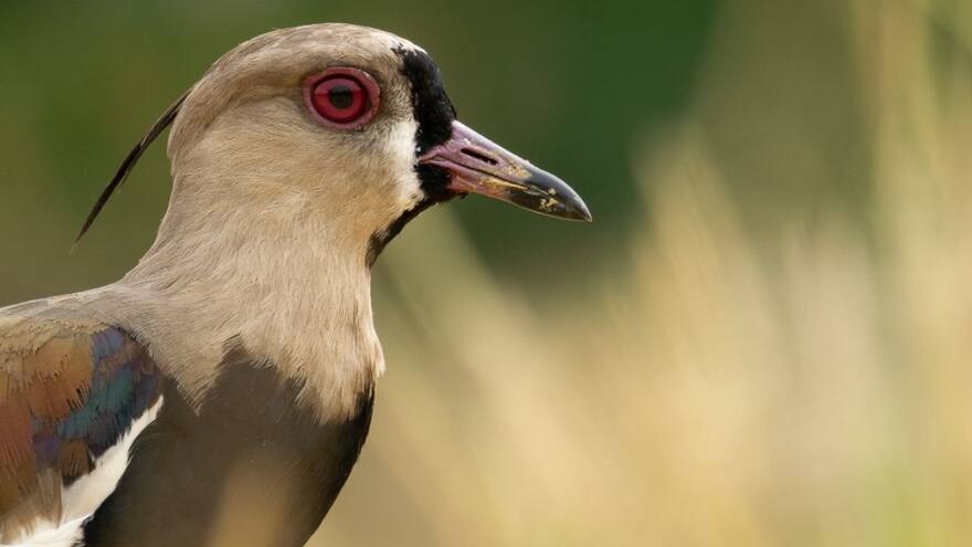 ‘Guardianes Verdes’ protegen humedal en Alameda