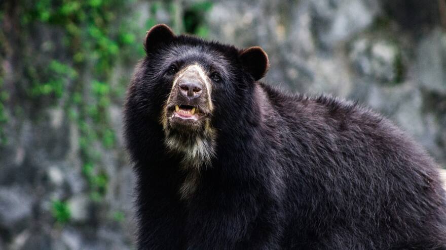 Detectan primer caso de moquillo canino en un oso andino de Colombia