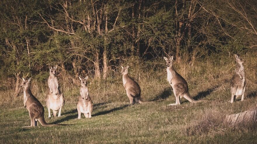Australia investiga muerte de canguros por disparos