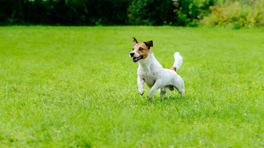 A prevenir la insuficiencia renal de la mascota