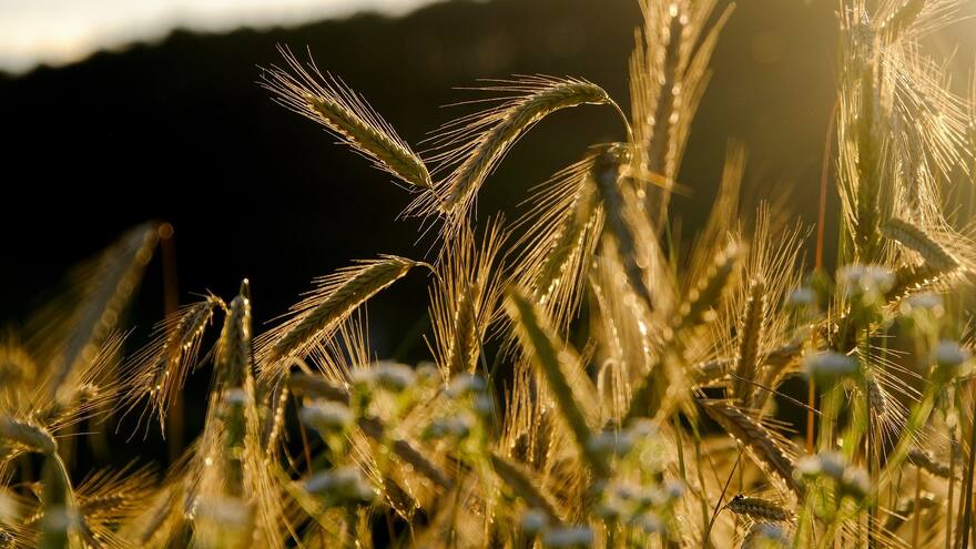 'Crisis en Ucrania agravaría la inseguridad alimentaria': FAO