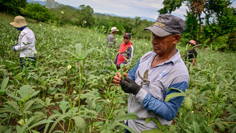 La Okra: el Oro verde que se cultiva en el Atlántico