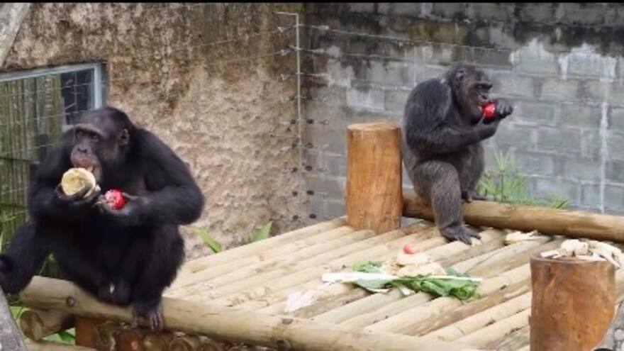 Dos chimpancés escaparon del Bioparque Ukumarí, en Pereira: gerente confirma murieron