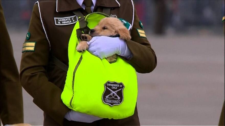 Así entrenan a cachorros para convertirse en policías en Chile