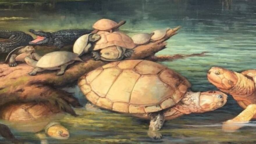 Video: hallan en Boyacá fósil de tortuga gigante de hace 57 millones de años