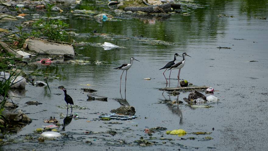 Expansión urbana, uno de los factores que ha incidido en el deterioro del arroyo León