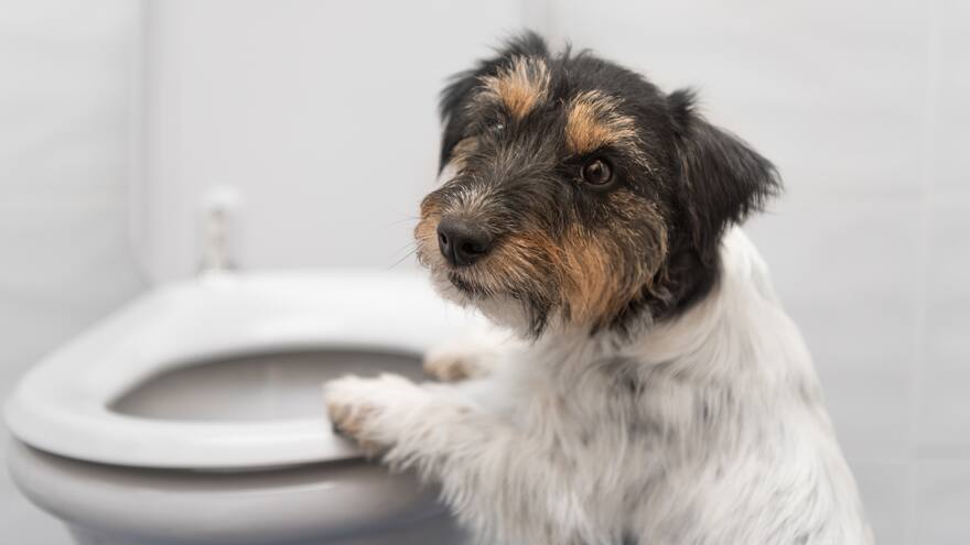 La gastritis también afecta a los animales de compañía