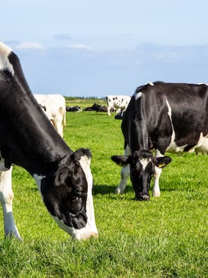 La crisis de la leche: de soluciones y recursos