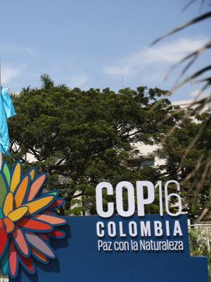 COP16: Buen reto para Colombia (y nuestra obsesión de Familias Guardabosques)