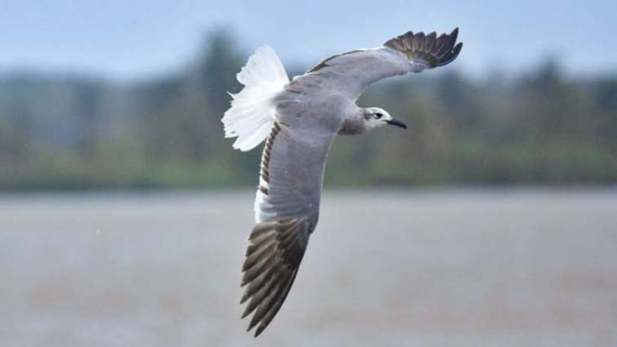 Desde ventanas y balcones, barranquilleros serán testigos del avistamiento de aves