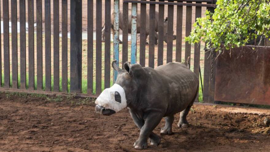 Murió ‘Esperanza’, una rinoceronte sudafricana víctima de la caza furtiva