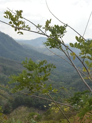 Dos grandes de la sabana