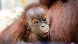 Nace a través de un procedimiento inusual una cría de orangután en un zoológico