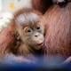 Nace a través de un procedimiento inusual una cría de orangután en un zoológico