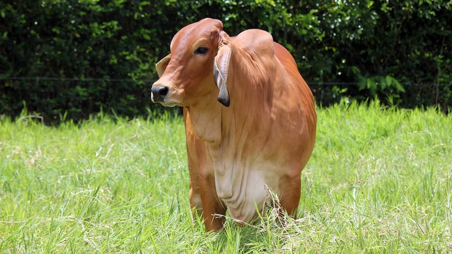 Retienen a cinco personas y hurtan reses en Mahates, Bolívar